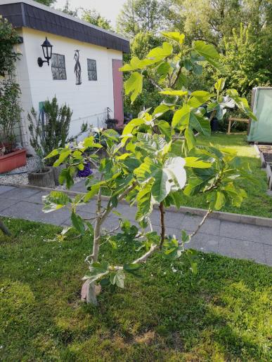 Unser Feigenbaum - leider jetzt ohne unsere Gans