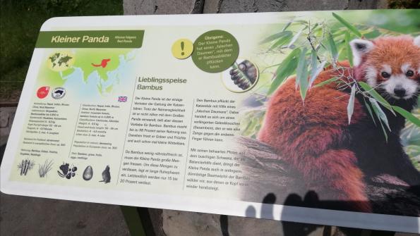 Marlon's Patentier im Kölner Zoo: der kleine rote Panda! 