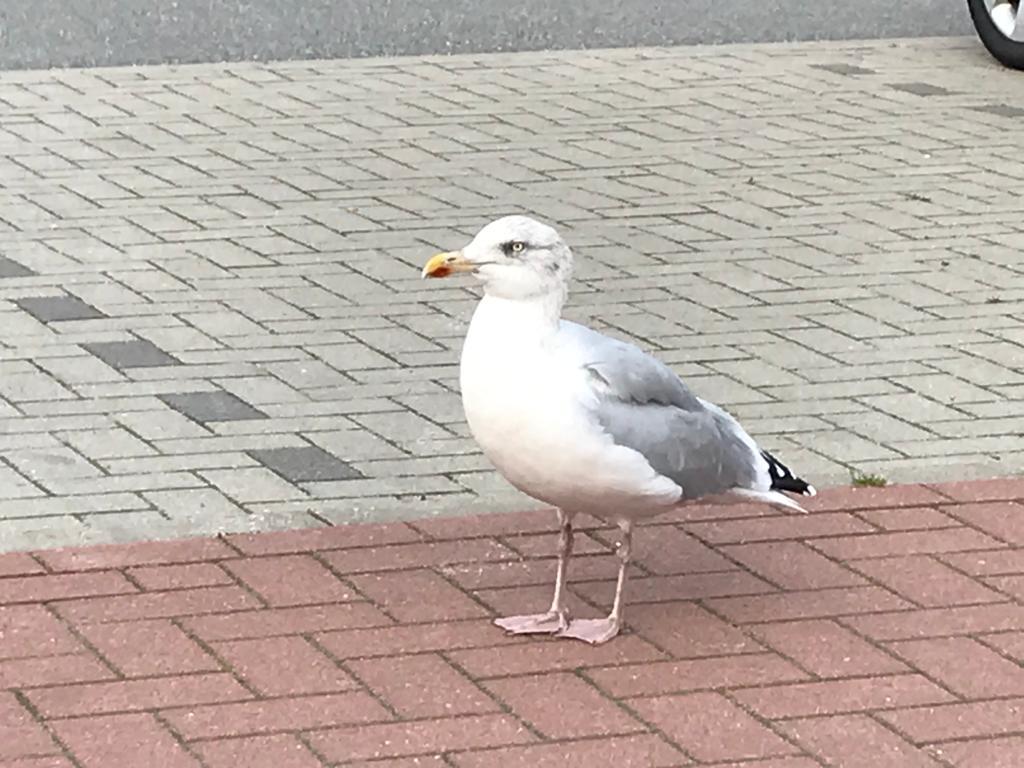 Möwen... wohin man schaut 