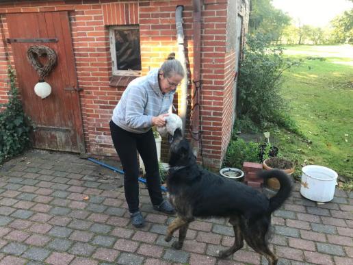 Spielen mit Fletcher auf dem Hof