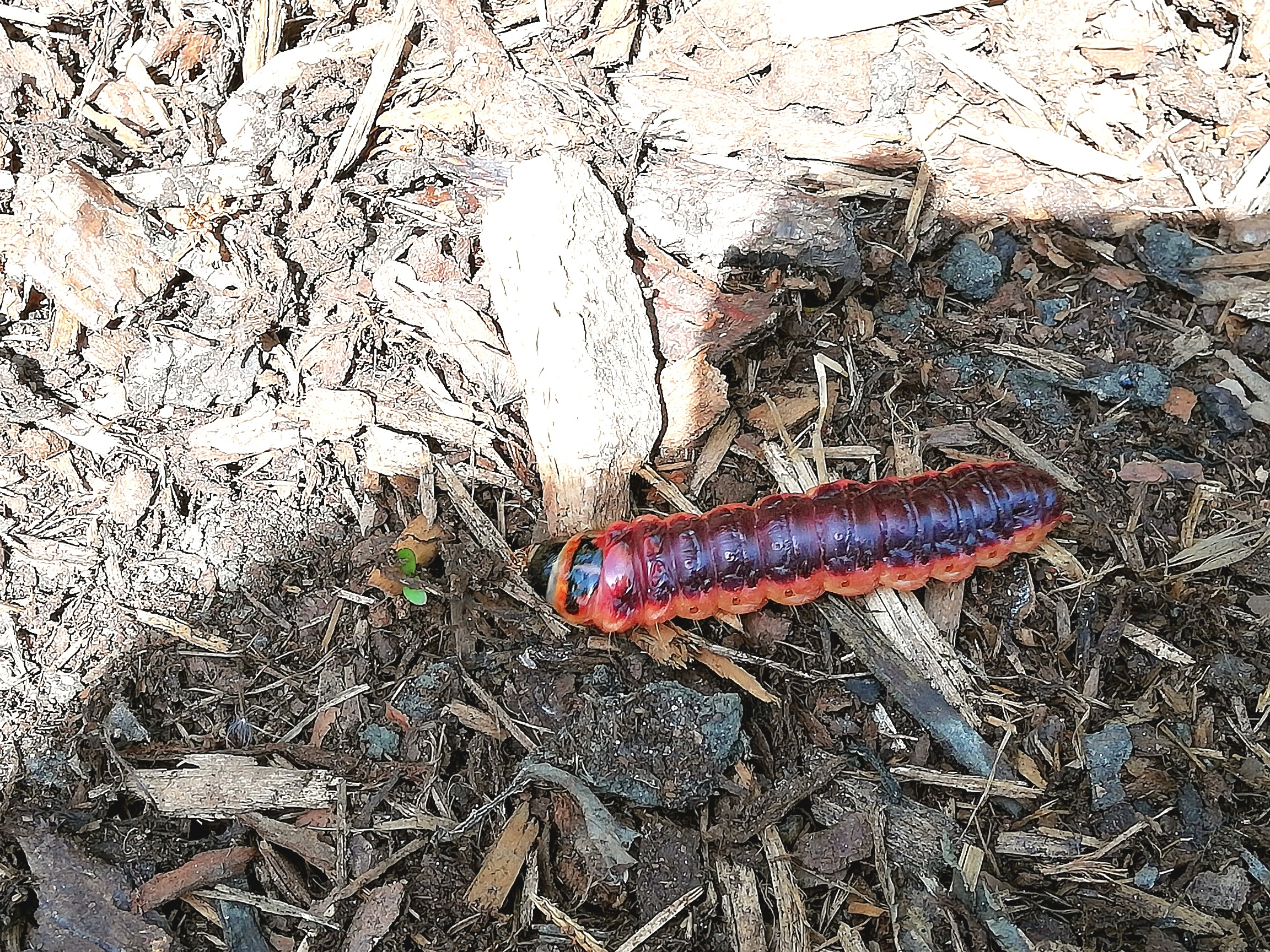 Seltene Raupe entdeckt