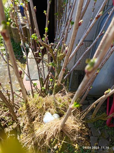 Ostern im Garten