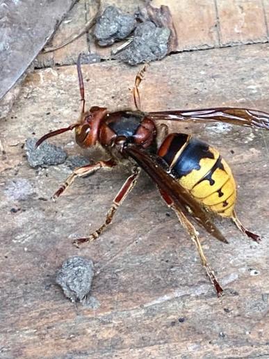 Hornissenkönigin im Schuppen entdeckt