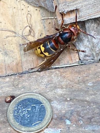 Hornissenkönigin im Schuppen entdeckt