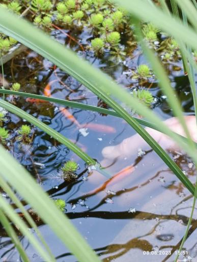 Fischis haben den Winter bei uns im Teich überlebt!