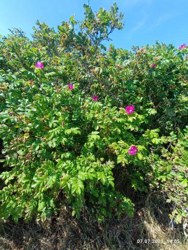 Hibiskussträucher waren immer wieder am Straßen- und Wegerand