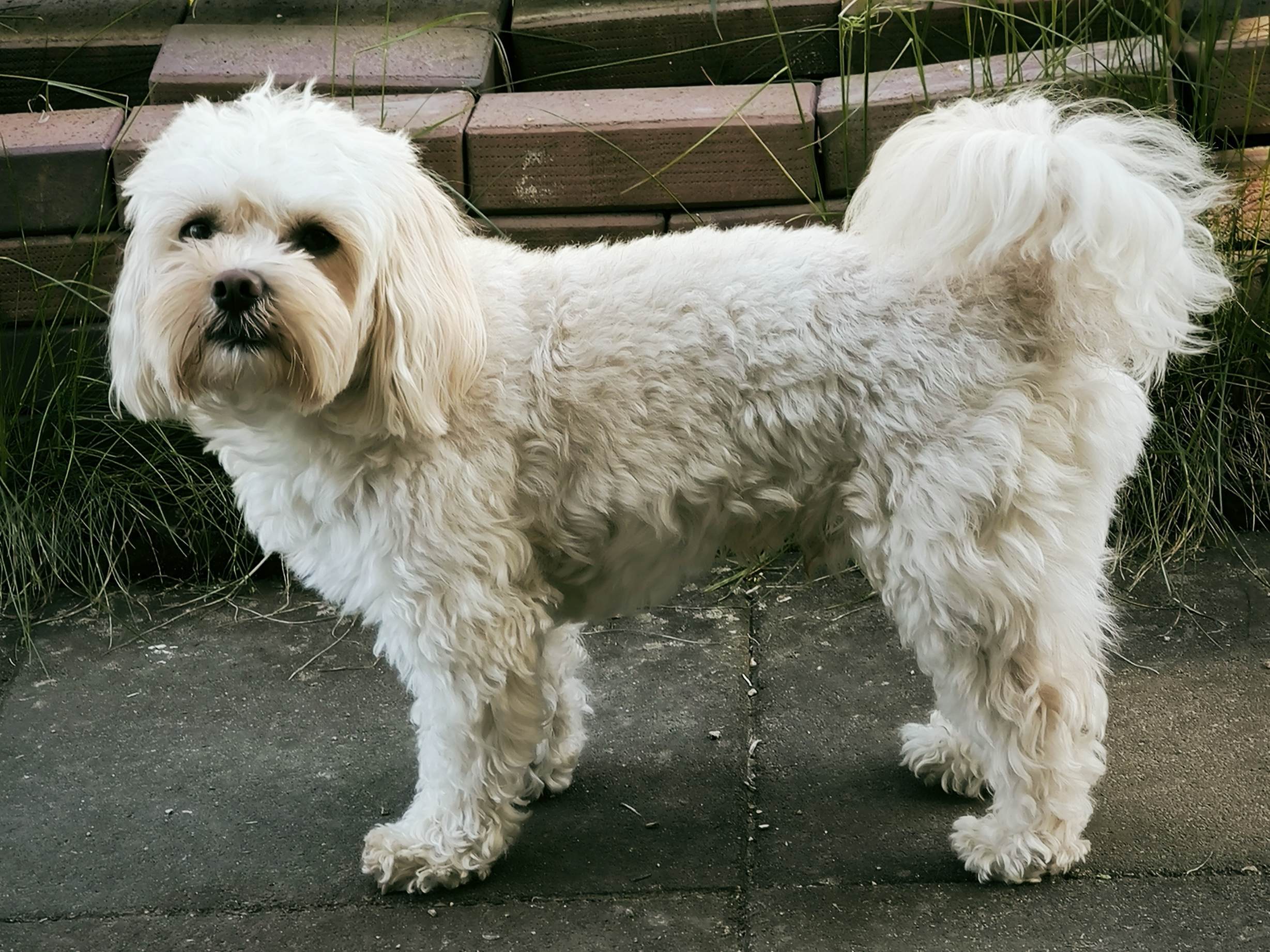 Krümel
