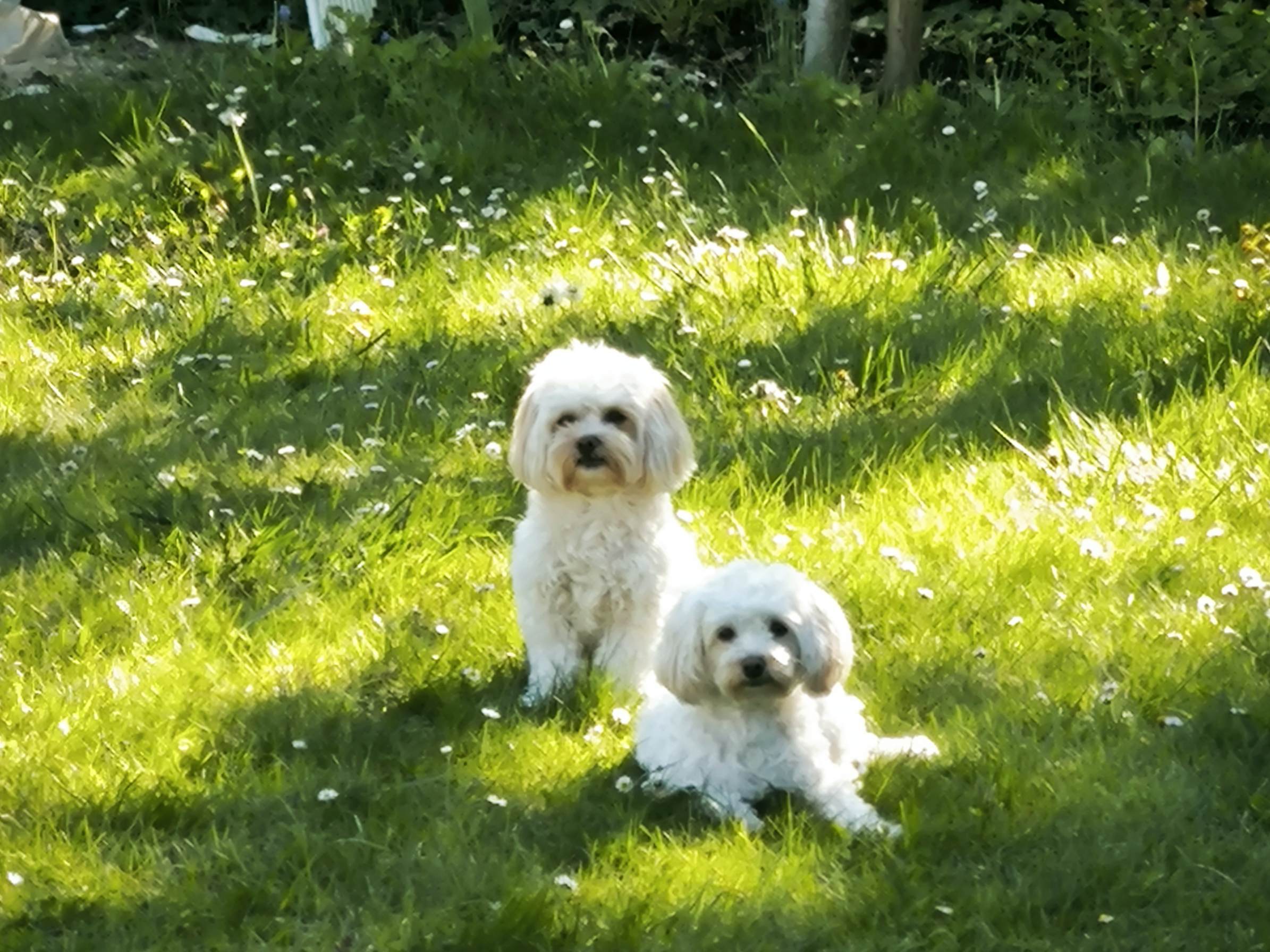 Tierischer Dauerbesuch im Garten seit Jahren: Krümel und MiniMae