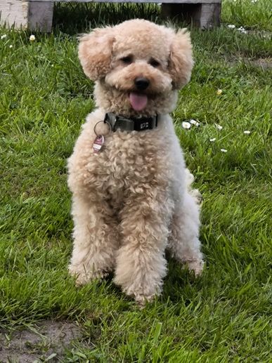 Buddy