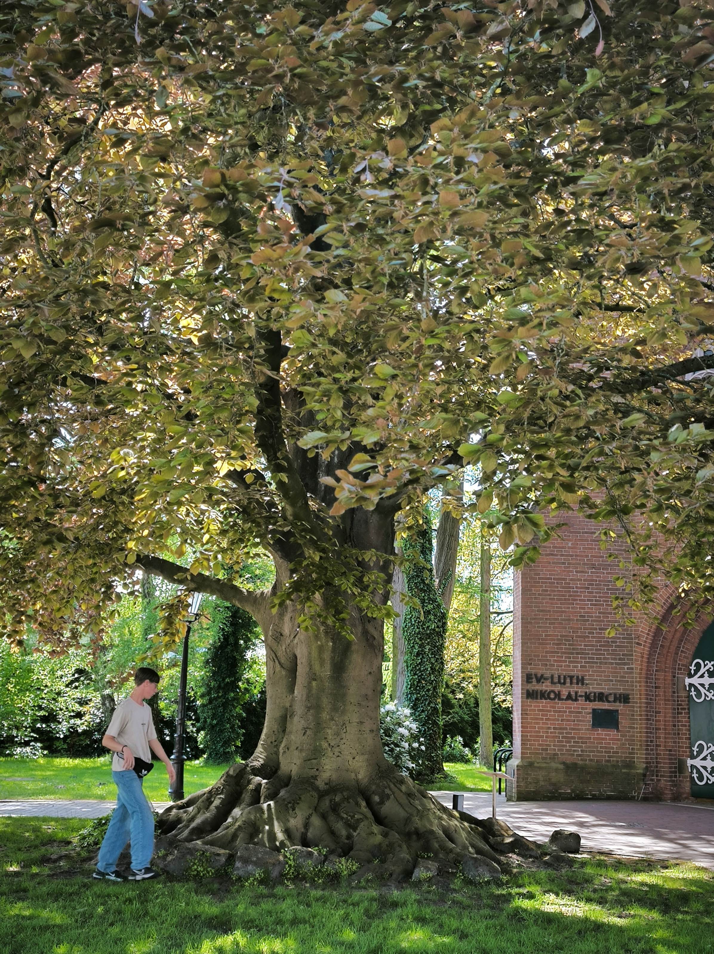 Ein riesiger Baum mit interessantem Wurzelwerk vor einer Kirche 