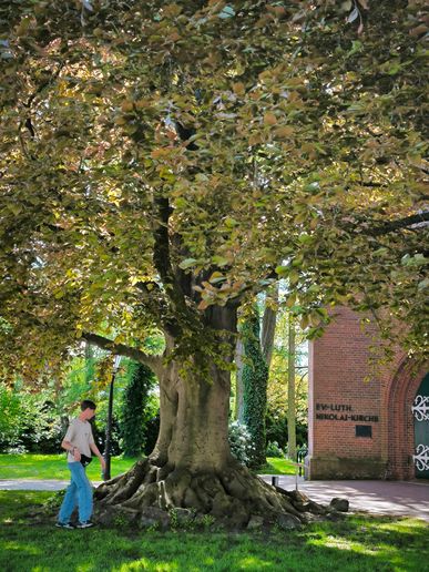 Ein riesiger Baum mit interessantem Wurzelwerk vor einer Kirche 