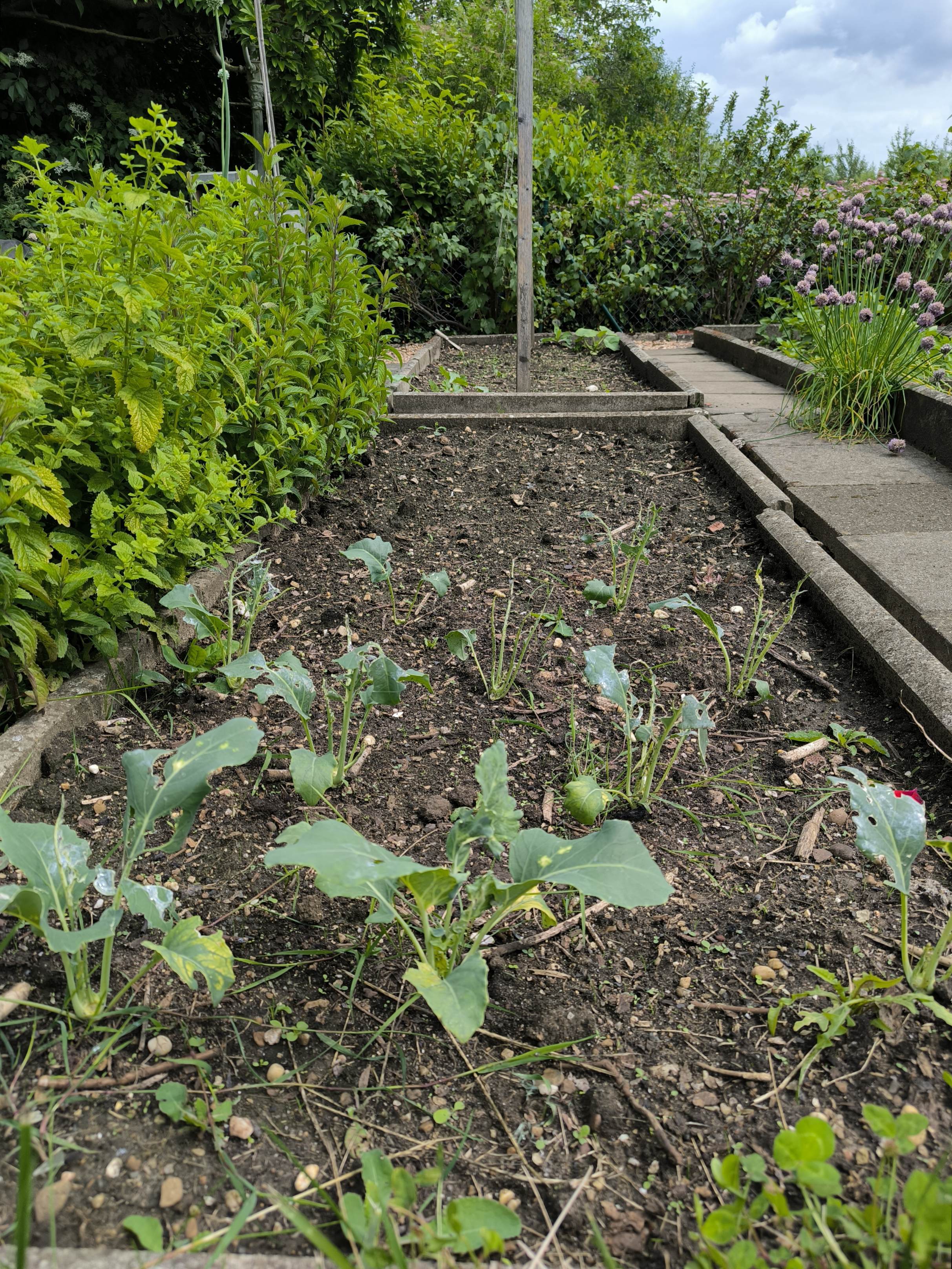 Kohlrabi