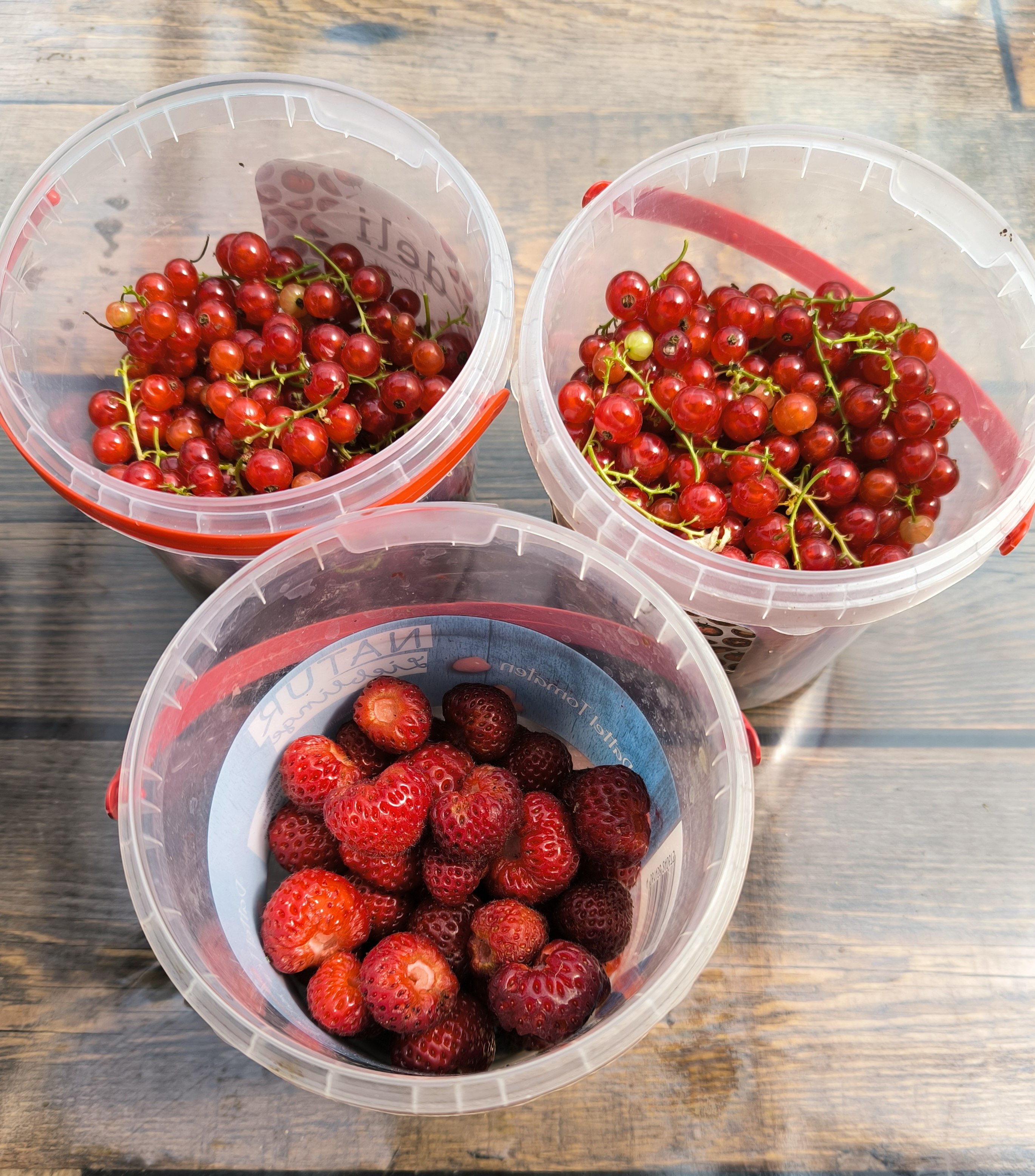 erste Ernte: rote Johannisbeeren und Erdbeeren