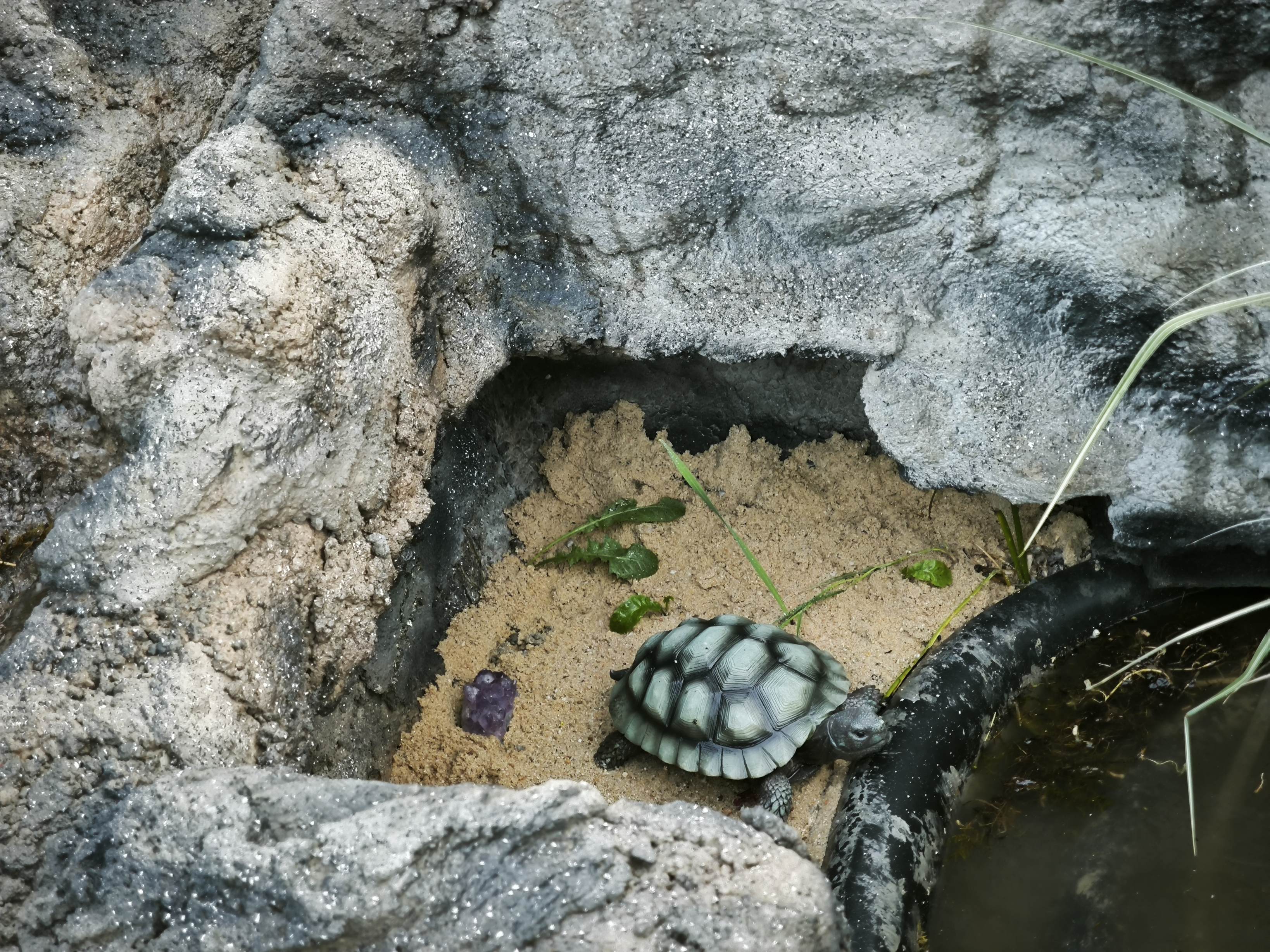 Die Schildkröte hat vorläufig ein neues Zuhause