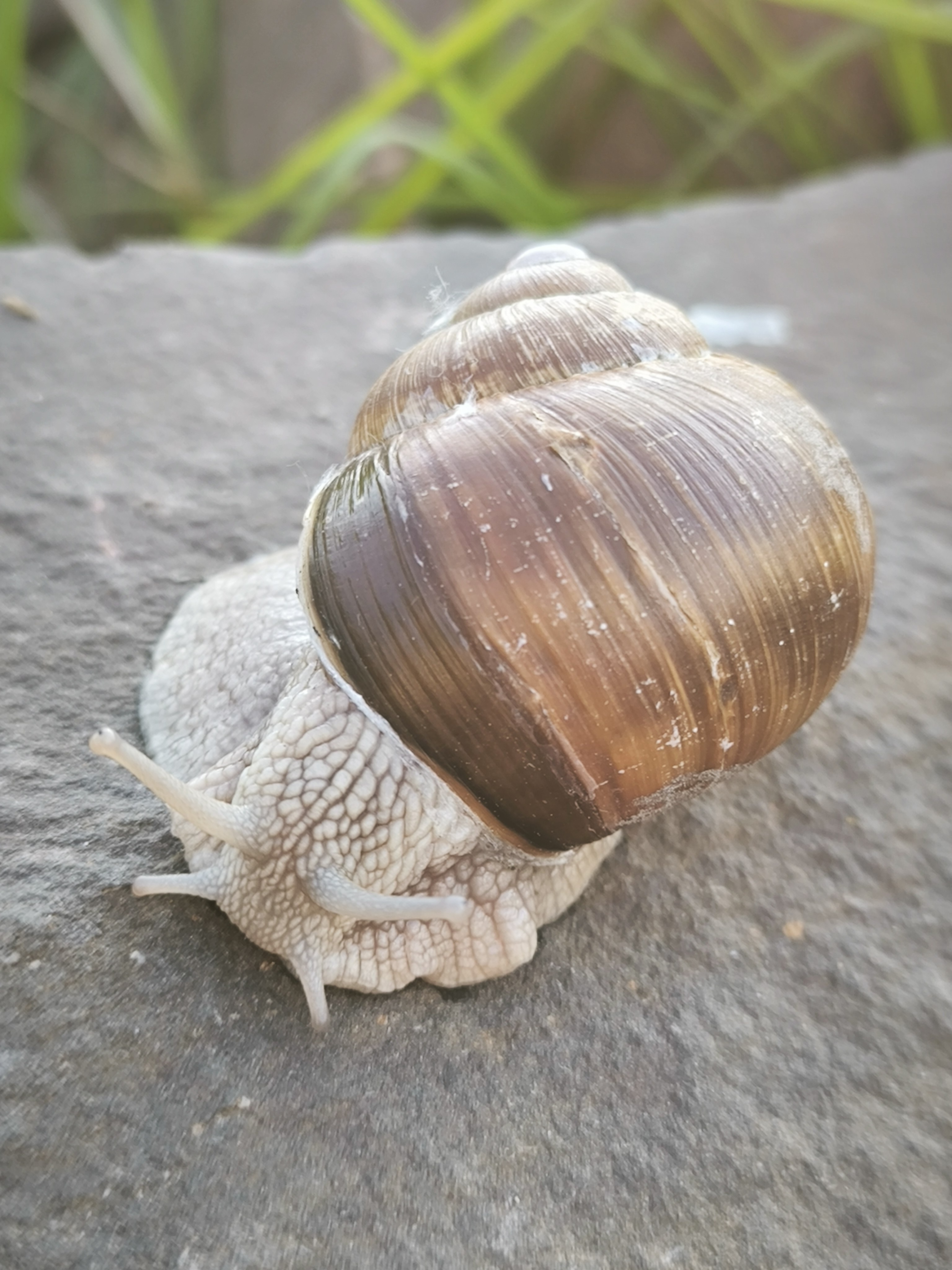 Weinbergschnecke entdeckt.👀