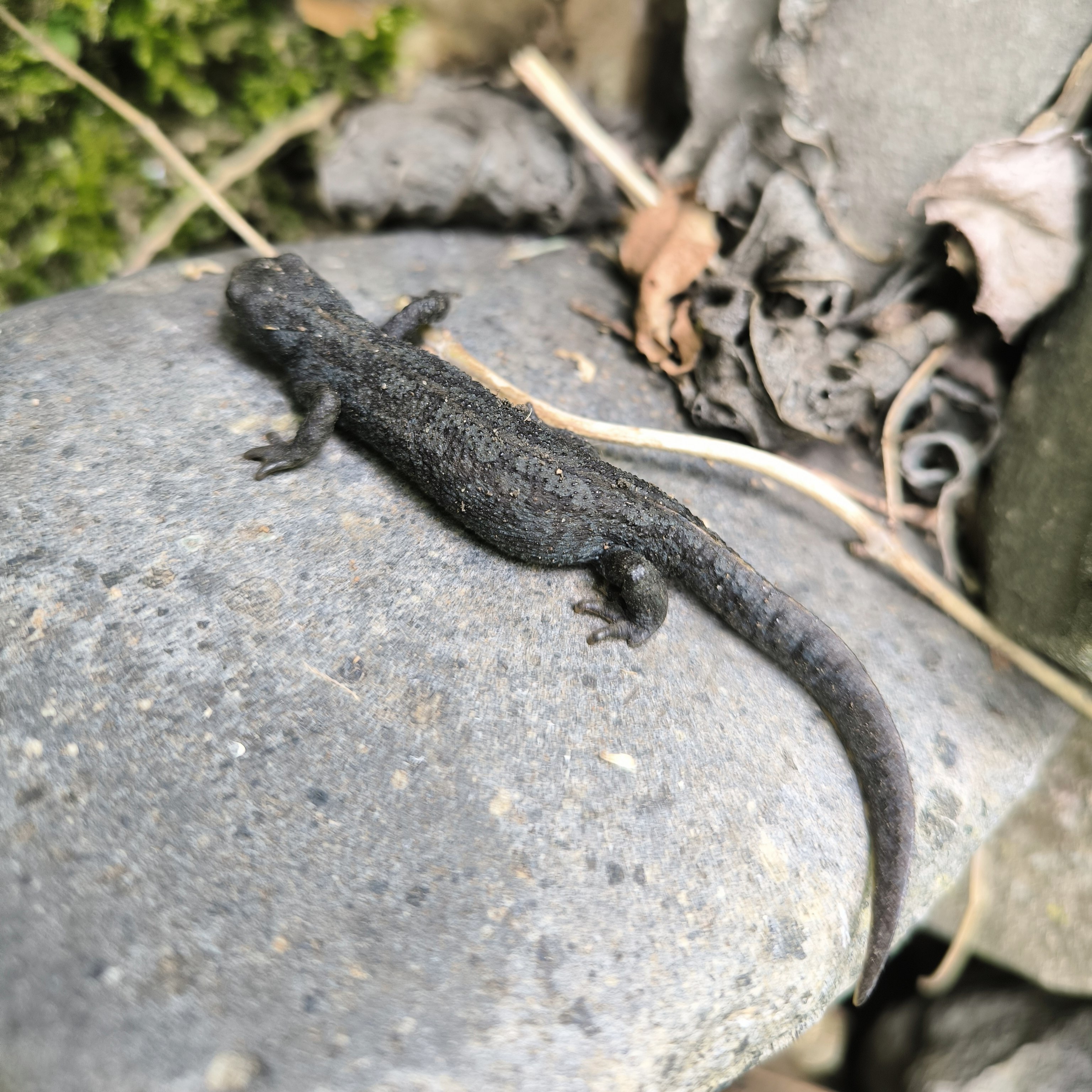 Dem Salamander haben wir schnell ein neues Zuhause angeboten.🏠 Erstmal angenommen...