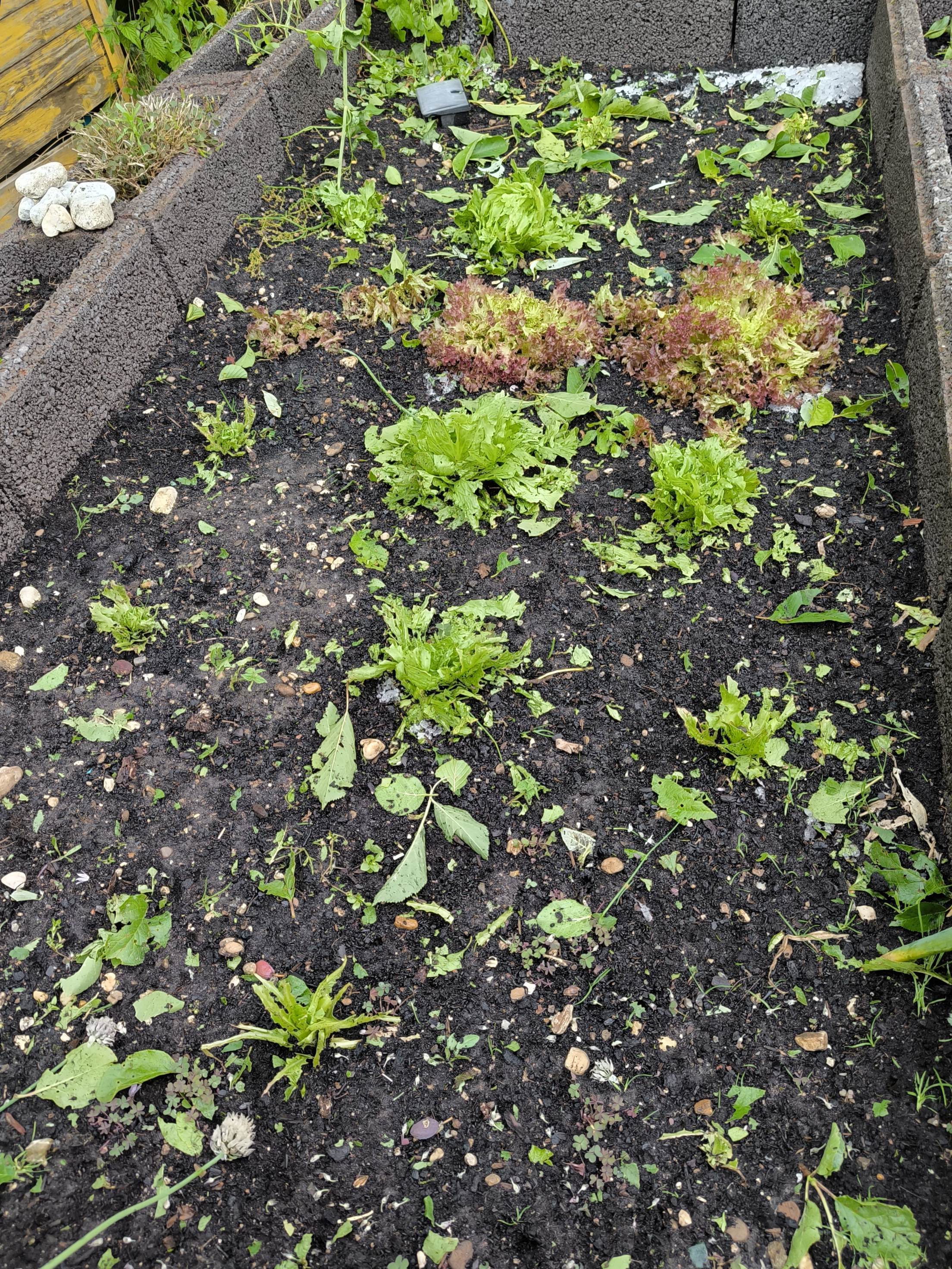 Salat hat Schäden abbekommen...