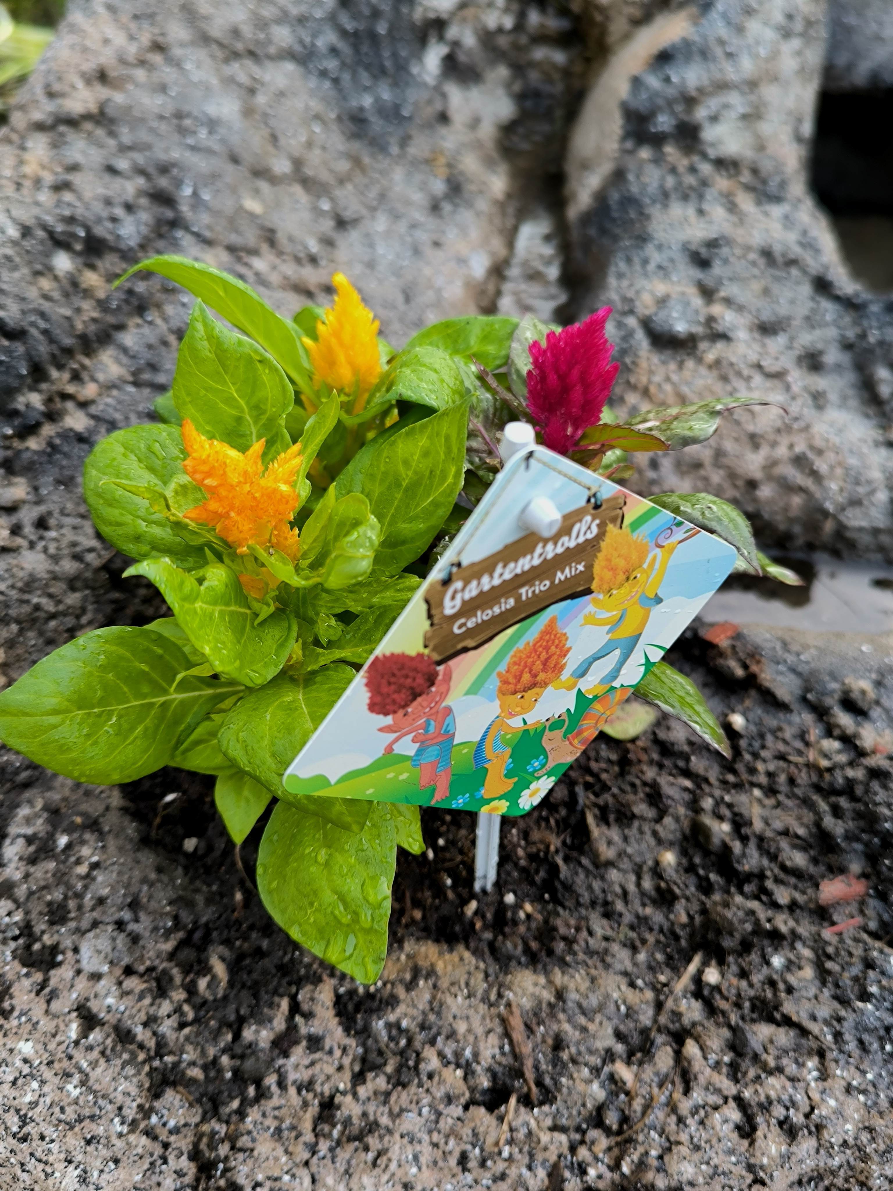 Auch ein neues Blümchen für den Wasserlauf geholt. Gartentrolls💞