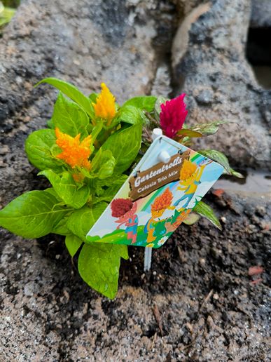 Auch ein neues Blümchen für den Wasserlauf geholt. Gartentrolls💞