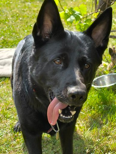 tierischer Besuch in unserem Garten: Nala🖤 (15.06.2025) 