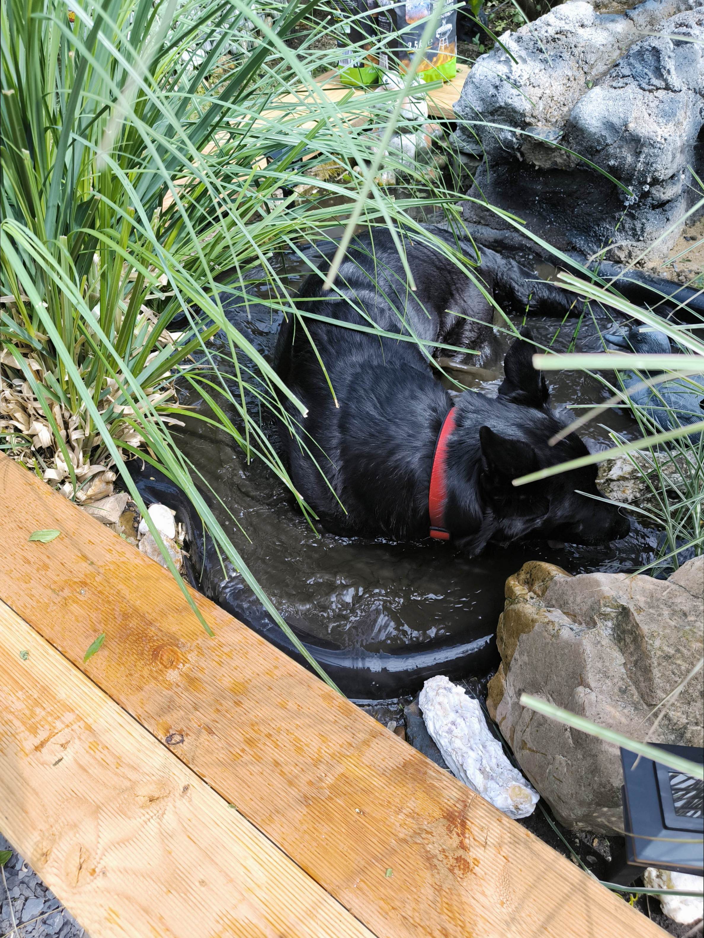 Sie hat auch ein Bad im Teich genommen
