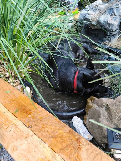 Sie hat auch ein Bad im Teich genommen