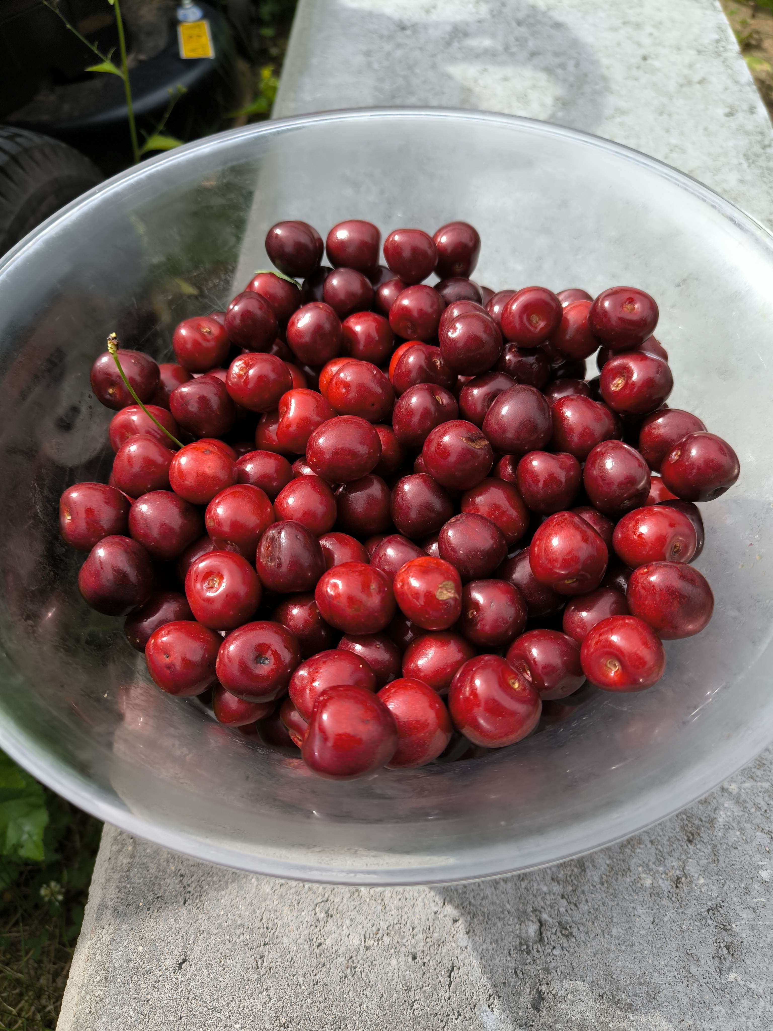 Kirschen-Ernte🍒