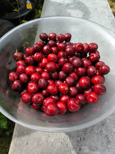Kirschen-Ernte🍒