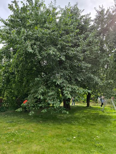 Kirschbaum 