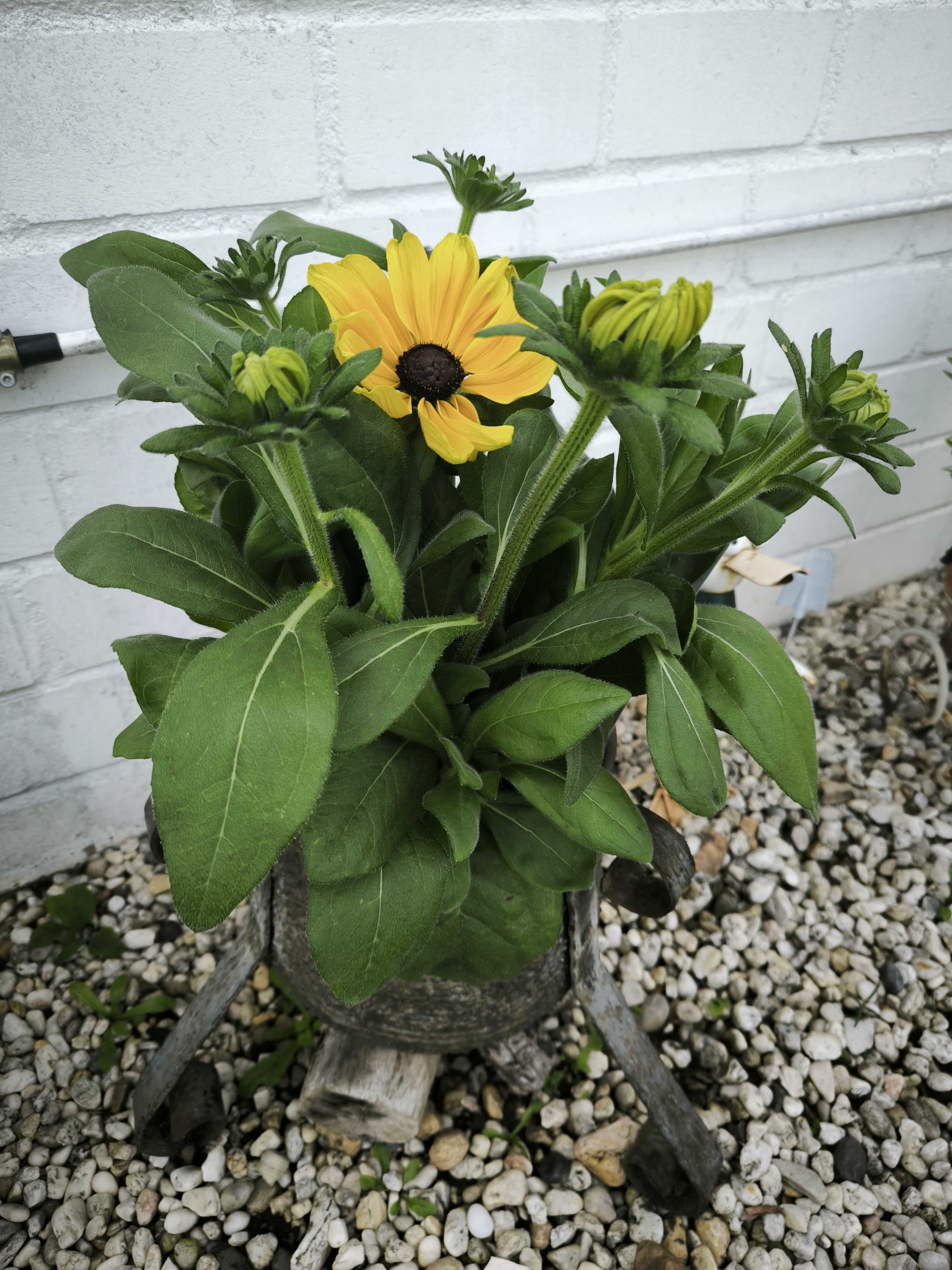 Neue Staude