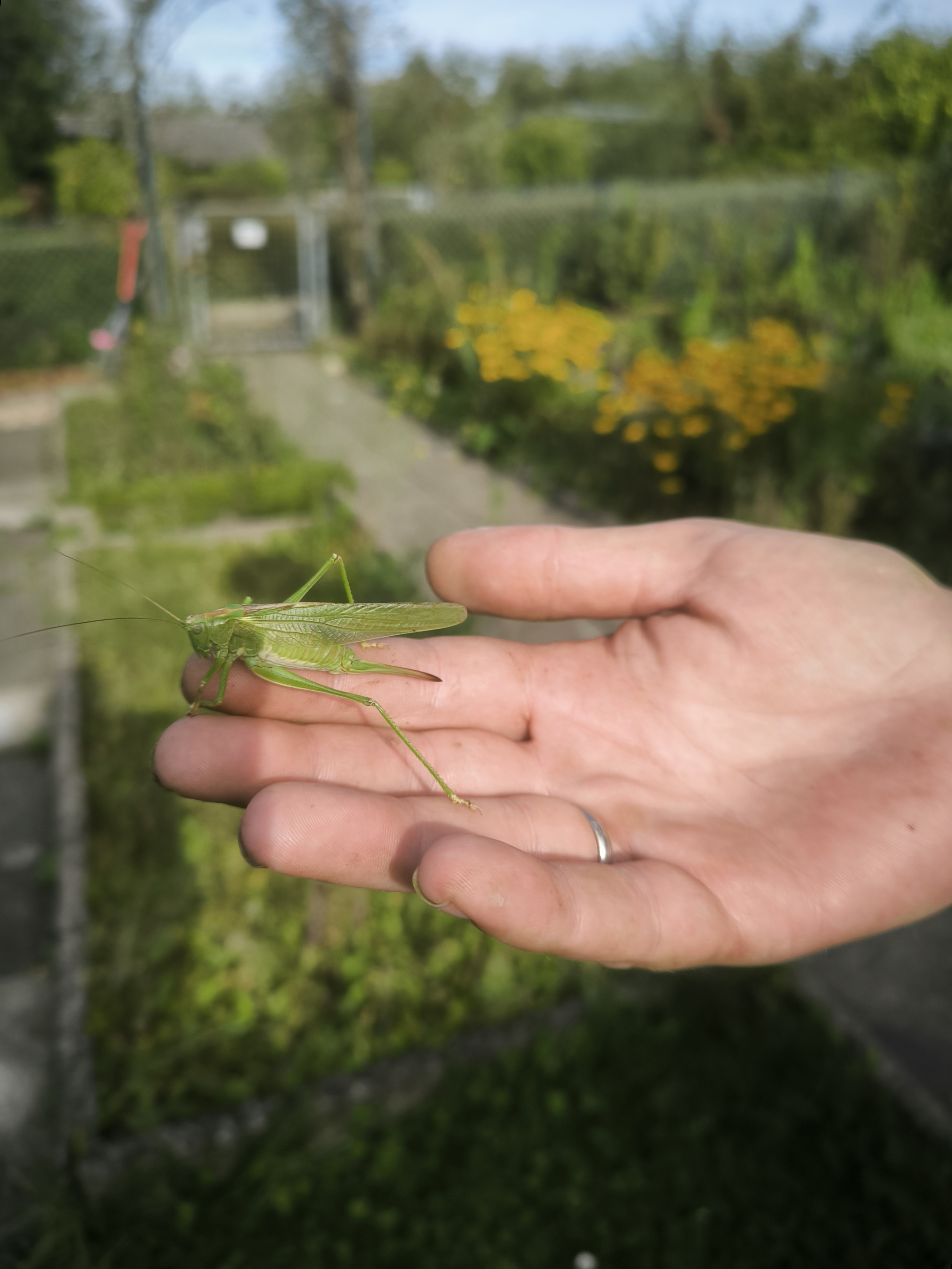 Ein Besucher bei uns im Garten