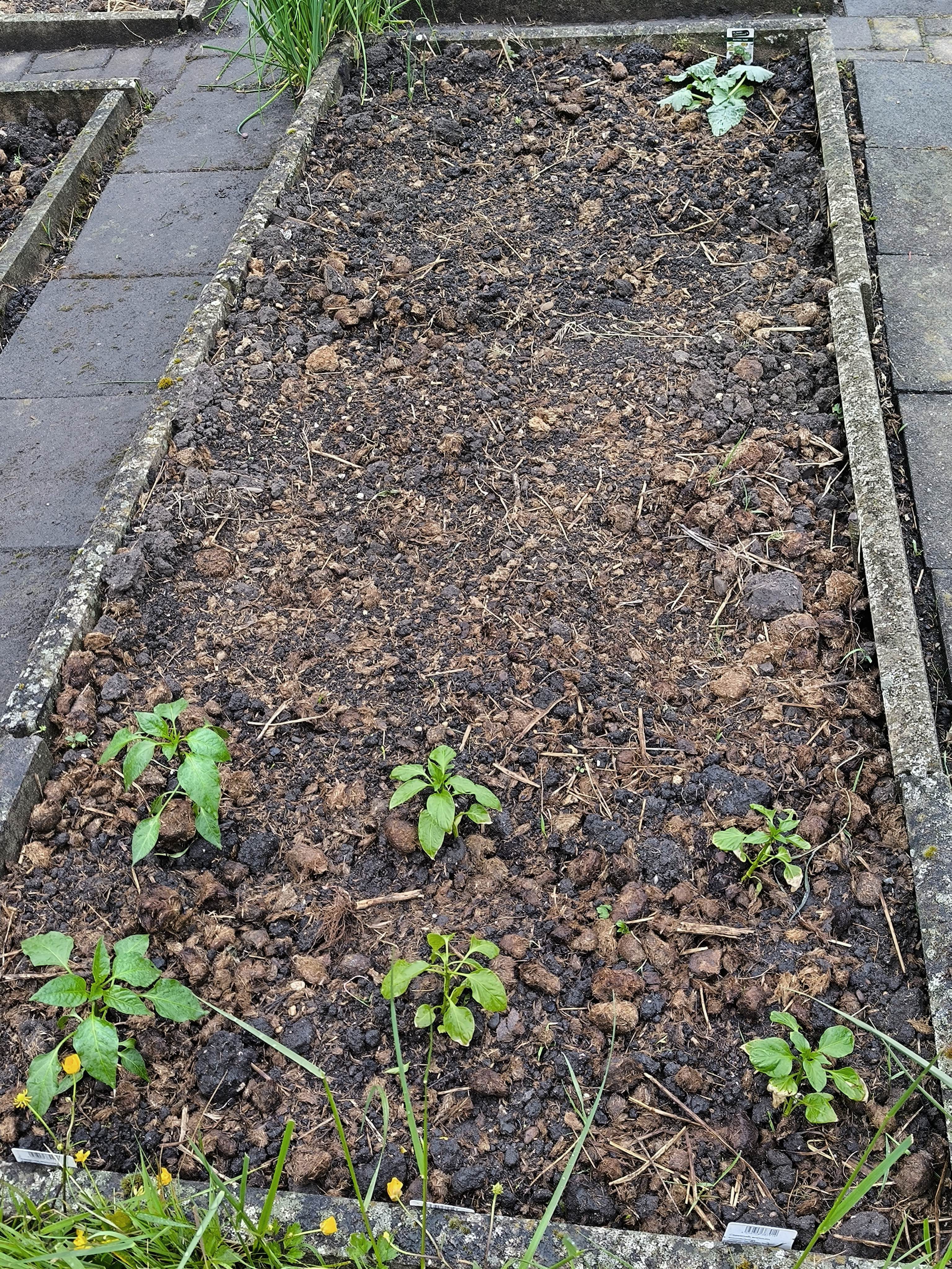 Jungpflanzen Snackpaprika und Chilis 