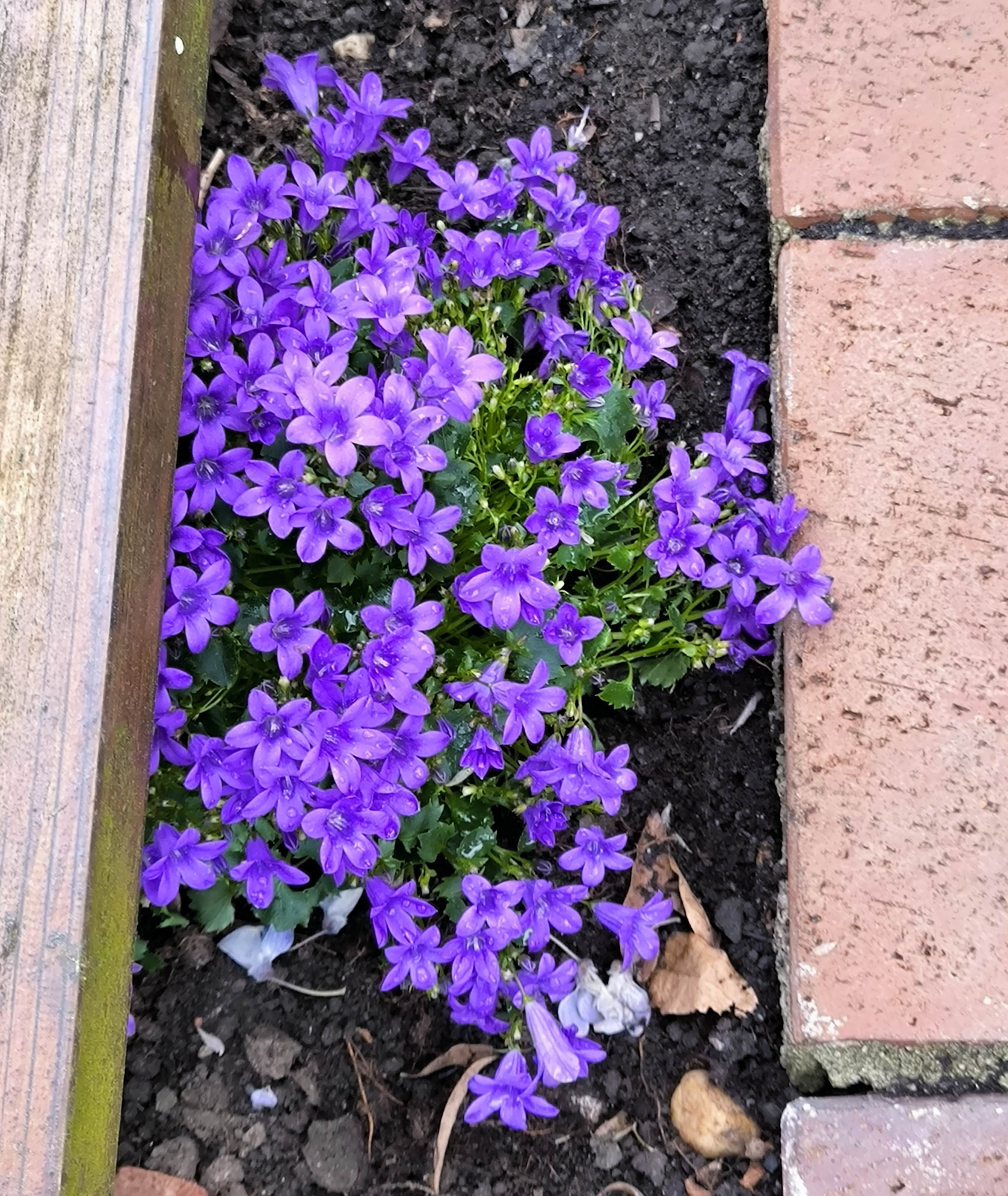 Neue Blümchen 
