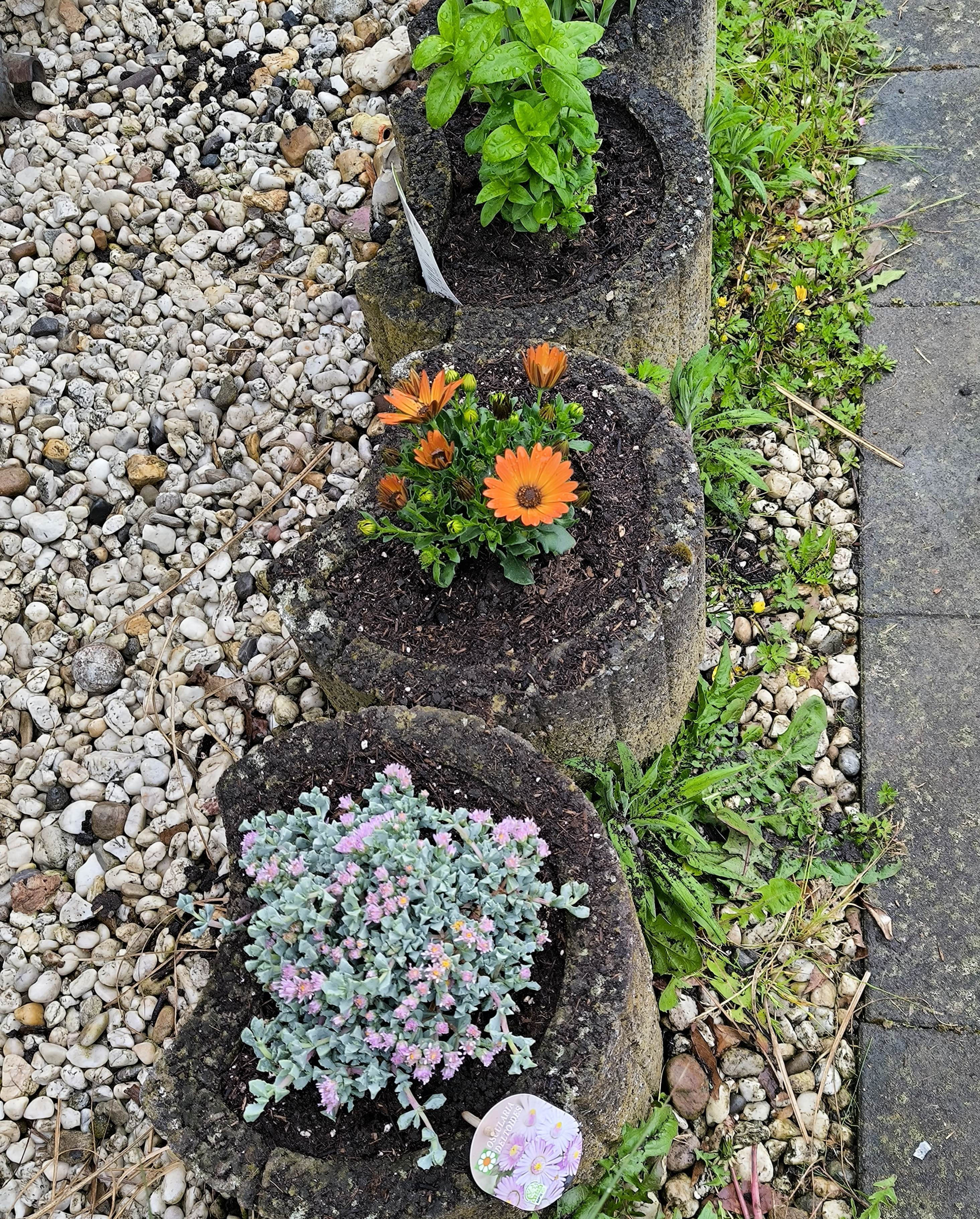 3 neue Blümchen 