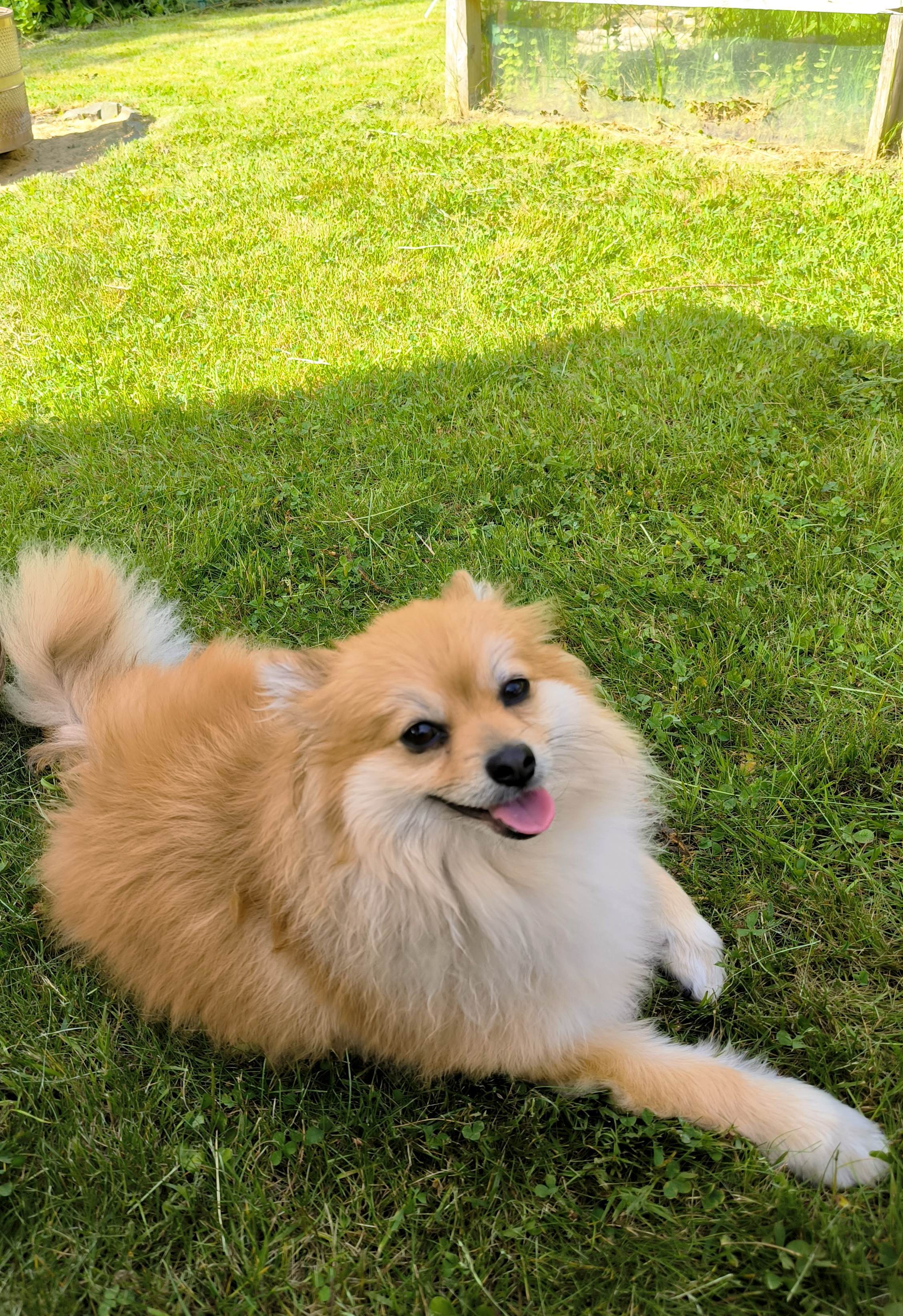 Pfingstsamstag mit Hund Simba