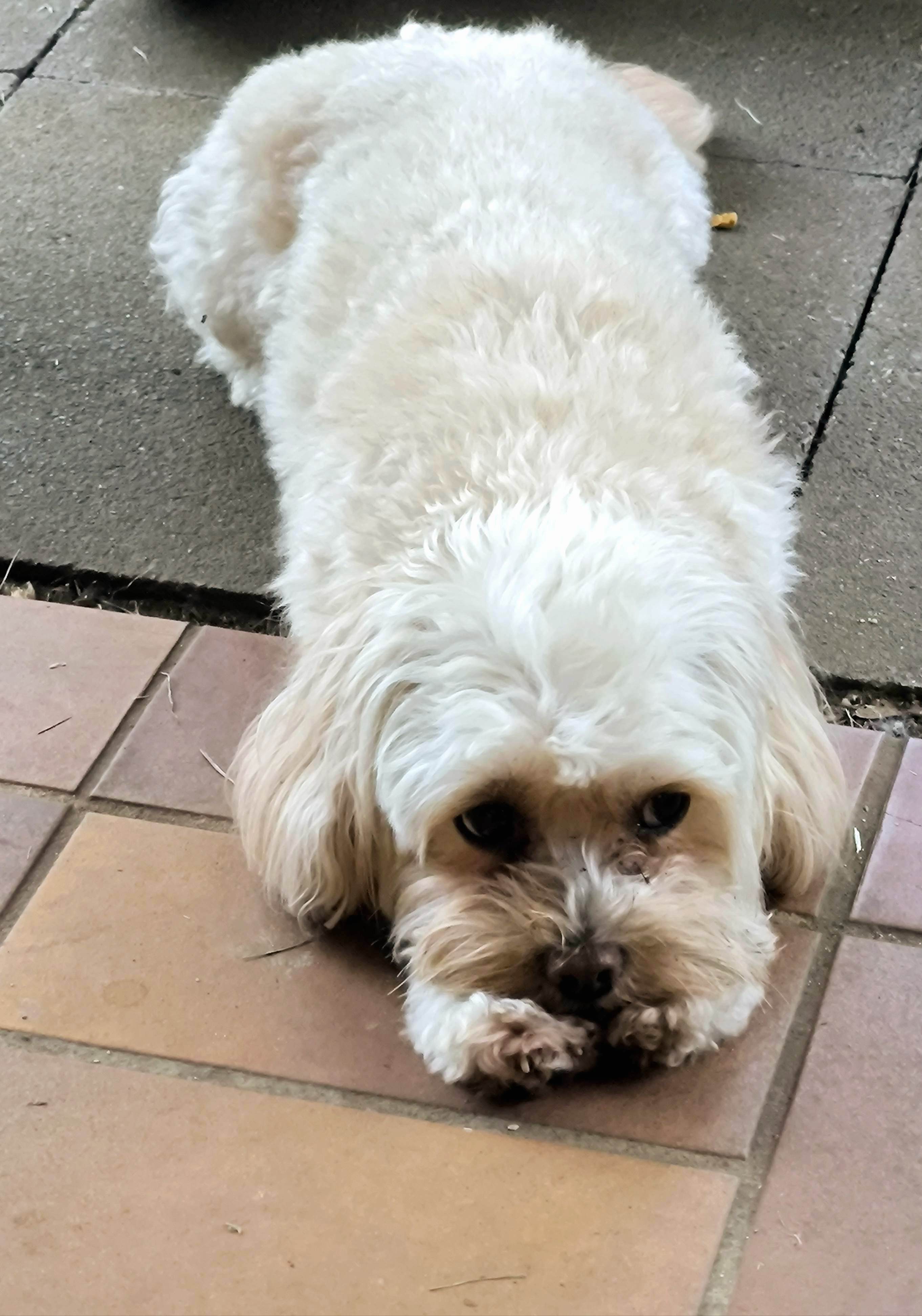 Pfingstsonntag mit Hund Krümel (und natürlich MiniMae)