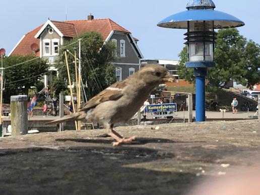 frech frech!🐦