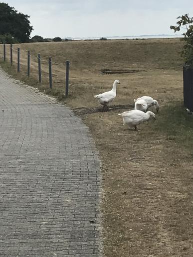... auf Gänse getroffen.
